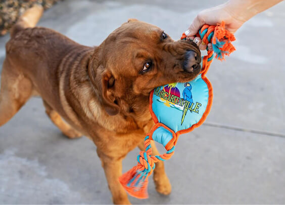 Multipet Margaritaville Pet Toys & Accessories